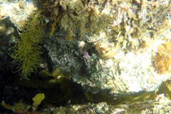 Australaria australasia