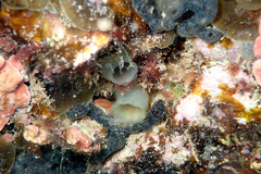 Phlebobranchia