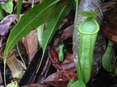 Nepenthes mirabilis
