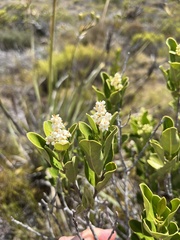 Olea capensis capensis
