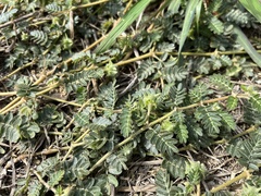 Tribulus taiwanense