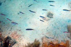 Trachinops noarlungae