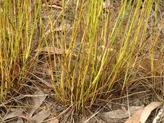 Juncus pallescens
