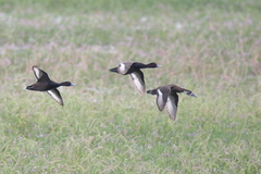 Netta erythrophthalma