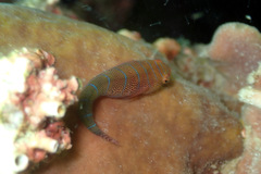 Cochleoceps bicolor