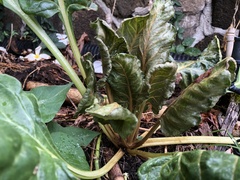 Beet curly top virus