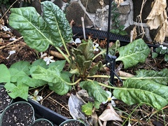 Beet curly top virus