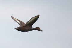 Netta erythrophthalma