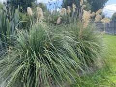 Austroderia richardii