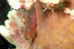 Cochleoceps bicolor