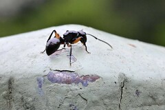 Polyrhachis femorata