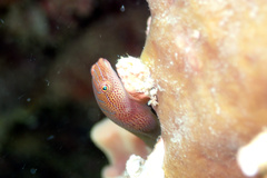 Cochleoceps bicolor