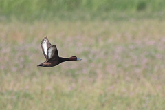 Netta erythrophthalma