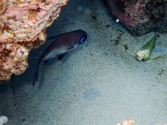 Pempheris multiradiata