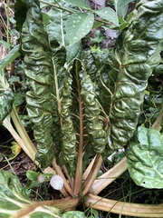 Beet curly top virus