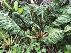 Beet curly top virus