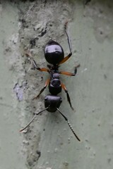 Polyrhachis femorata