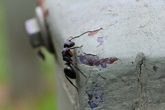 Polyrhachis femorata