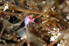 Coryphellina poenicia