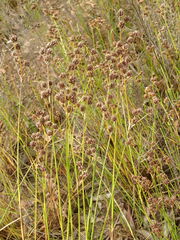 Juncus pallescens