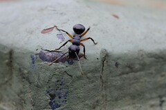 Polyrhachis femorata