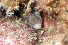 Parablennius tasmanianus