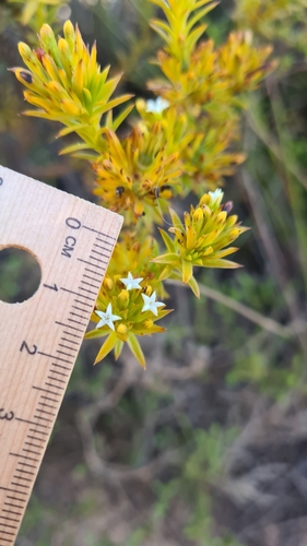 Image of Thesium viridifolium by (c) Petra Holland, some rights reserved (CC BY)