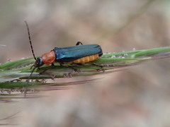 Chauliognathus tricolor