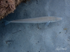 Sillaginodes punctatus