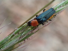 Chauliognathus tricolor
