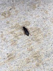 Harpalus pensylvanicus