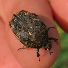 Protaetia fusca