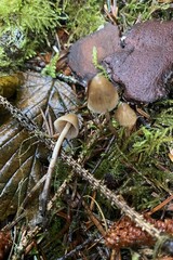 Psilocybe pelliculosa