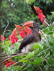Lophoceros alboterminatus