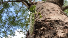 Idolomantis diabolica