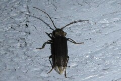 Arhopalus ferus