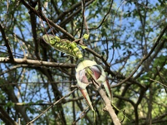 Idolomantis diabolica