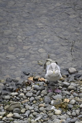 Larus glaucescens × occidentalis