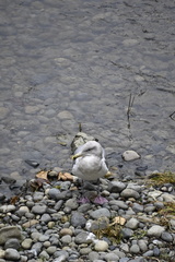 Larus glaucescens × occidentalis