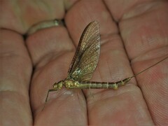 Ichthybotus hudsoni