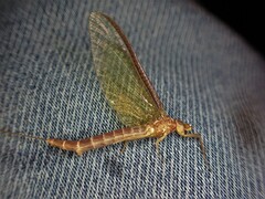 Ichthybotus hudsoni