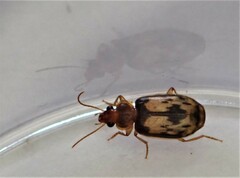 Philophlaeus luculentus