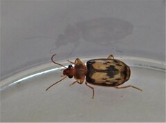 Philophlaeus luculentus