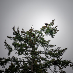 Haliaeetus leucocephalus