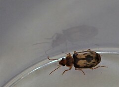 Philophlaeus luculentus