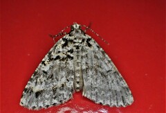 Pseudocoremia monacha