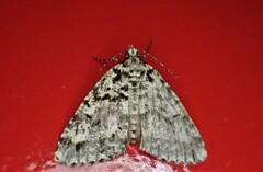 Pseudocoremia monacha