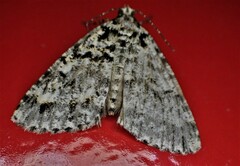 Pseudocoremia monacha