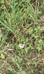 Zizina otis labradus