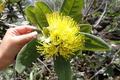 Xanthostemon ferrugineus